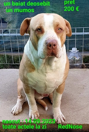 Amstaff Blue doar pt.iubitori si cunoscatori - imagine 5