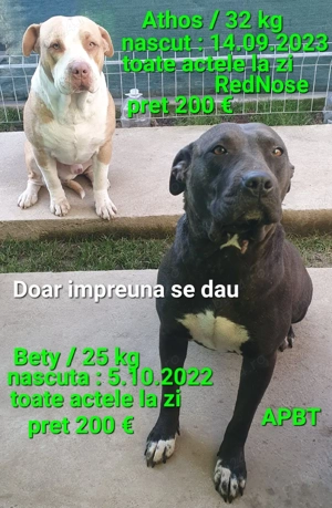 Amstaff Blue doar pt.iubitori si cunoscatori - imagine 4