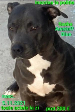 Amstaff Blue doar pt.iubitori si cunoscatori