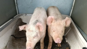 Vind  purcei  - imagine 4