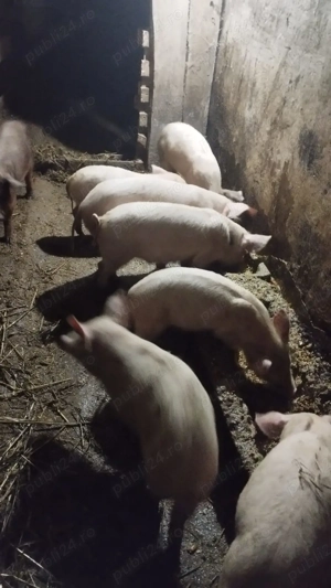 Vând purcei la 500 ron