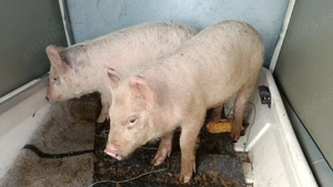 Vind  purcei  - imagine 3