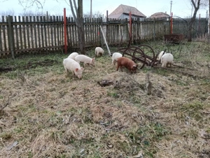 Vind  purcei  - imagine 5