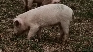 Vind  purcei  - imagine 2