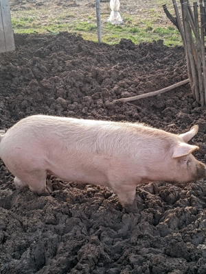 Ocazie unică vând porc crescut în habitat natural de 130kg - imagine 2