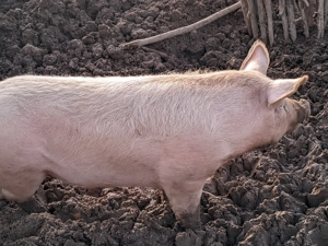 Ocazie unică vând porc crescut în habitat natural de 130kg - imagine 3