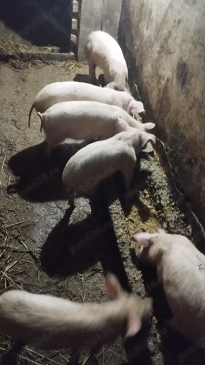 Vând purcei la 500 ron - imagine 2