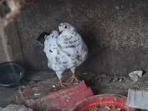 Porumbei Uriasi Maghiar