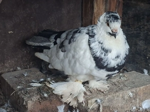 Porumbei Uriasi Maghiar - imagine 2