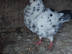 Porumbei Uriasi Maghiar - imagine 4