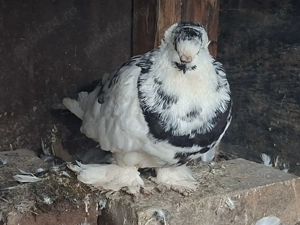 Porumbei Uriasi Maghiar - imagine 5