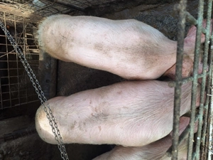 Vând porcii! - imagine 3