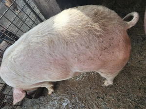 Vând porcii! - imagine 2