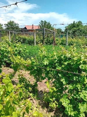 Teren Valea Calugareasca - intravilan - 800m2 - imagine 3