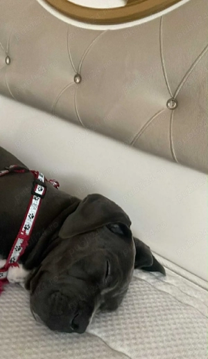 cane coros 3 luni jumage cuminte 