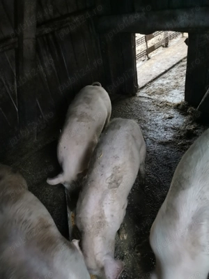 Vând porci - imagine 4