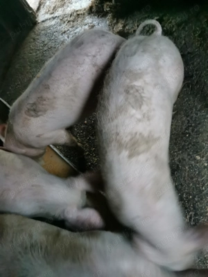 Vând porci - imagine 2