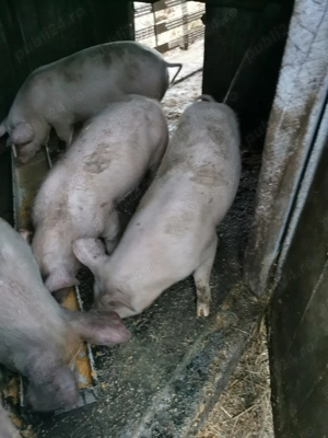 Vând porci - imagine 3