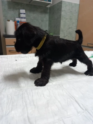 Shnauzer pitic negru 