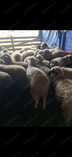 Dau la schimb 30 de carlani pe oi bune de ținut