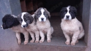 Ciobănesc de Bucovina  - imagine 2