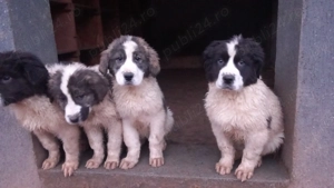 Ciobănesc de Bucovina  - imagine 3