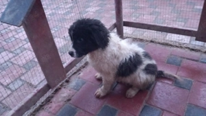 Pui de Ciobănesc de Bucovina  - imagine 4