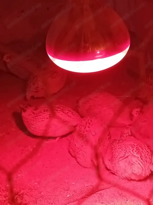 Vând oua de prepeliță JUMBO GOLD pentru incubat  - imagine 2