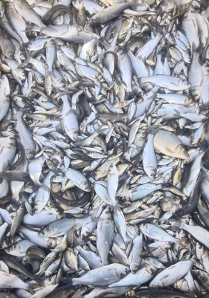 puiet peste LIN - imagine 2