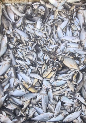 puiet peste LIN - imagine 3