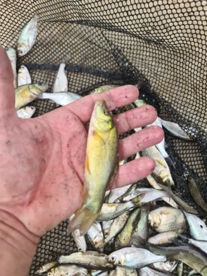 puiet peste LIN - imagine 5