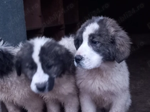 Ciobănesc de Bucovina 