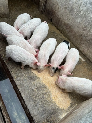 Purcei de vanzare  - imagine 3