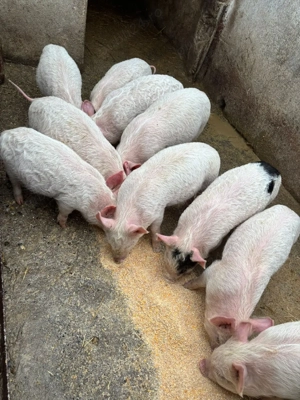 Purcei de vanzare  - imagine 2