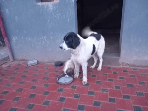 Ciobanesc de Bucovina 