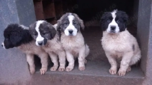 Ciobanesc de Bucovina 