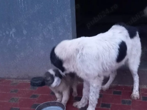 Ciobanesc de Bucovina  - imagine 3