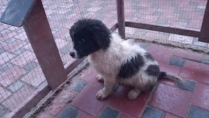 Ciobanesc de bucovina  - imagine 5