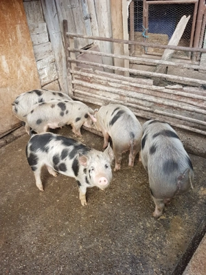 Vând purcei Petrean