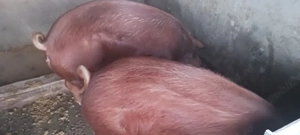 Scrofițe  Duroc - imagine 2