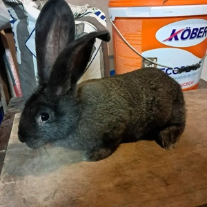 2 femele Uriaș german  - imagine 2