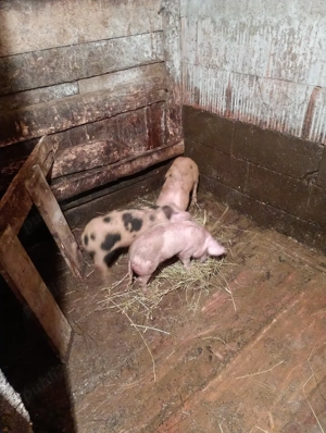 scroafă cu purcei de vânzare 