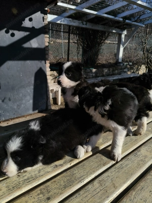 Vând pui border collie - imagine 4