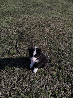 Vând  pui border collie