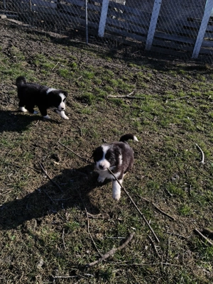 Vând pui border collie - imagine 5