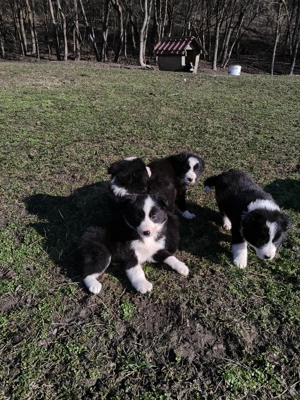Vând pui border collie - imagine 2