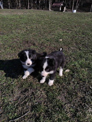 Vând pui border collie - imagine 3