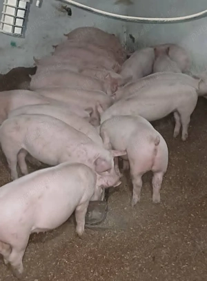 Șoldani rasa Marele Alb cu landras 