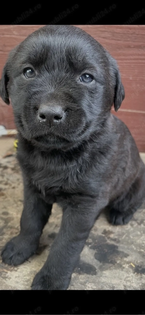 Labrador Retriever Negru - mascul - imagine 2
