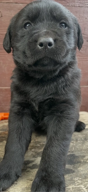 Labrador Retriever Negru - mascul - imagine 4